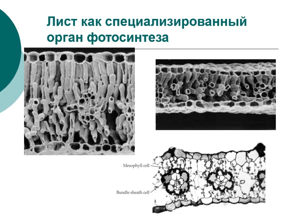 Лист как специализированный орган фотосинтеза